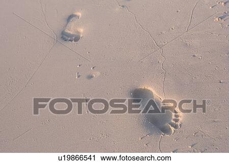 Footprints in the sandy beach View Large Photo Image Stock Image - Footprints in the sandy beach. Fotosearch