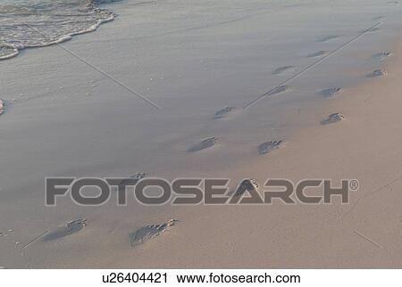 Stock Image - Footprints in the sandy beach. Fotosearch