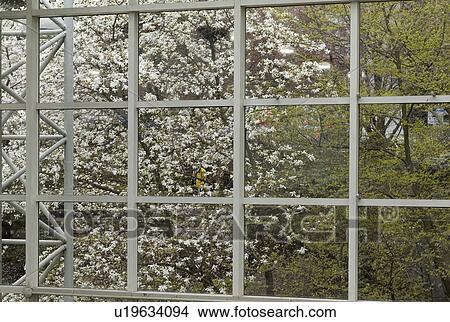 Greenhouse view of blossoming trees View Large Photo Image Picture - Greenhouse view of blossoming trees. Fotosearch