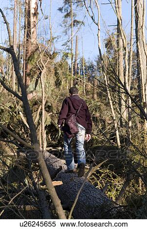 Stock Photography - Man walking through broken trees in Stanley Park. Fotosearch