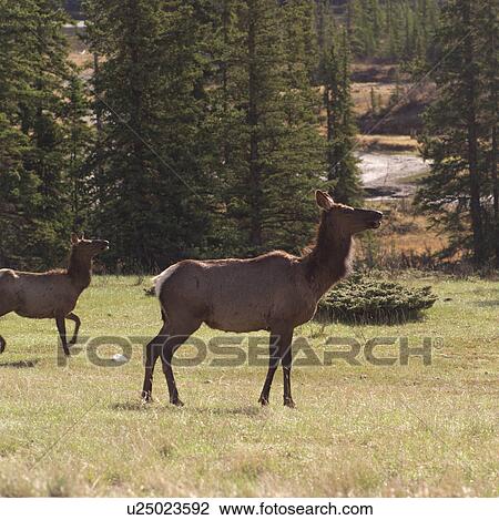 Stock Image - Moose in Jasper Alberta. Fotosearch