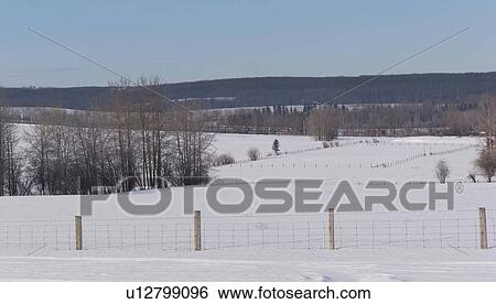 Northern Alberta Snowscape and trees View Large Photo Image Stock Photograph - Northern Alberta Snowscape and trees. Fotosearch