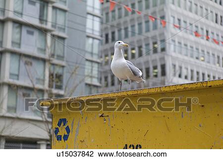 Stock Image - Pigeon in recycling bin in downtown Vancouver. Fotosearch