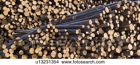 Pile of logs in Northern Alberta View Large Photo Image Picture - Pile of logs in Northern Alberta. Fotosearch