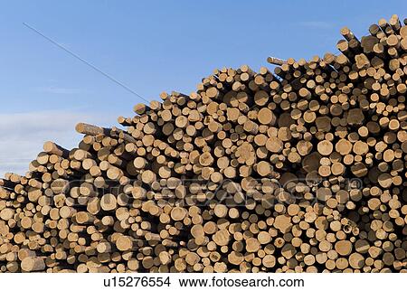 Pile of logs in Northern Alberta View Large Photo Image Picture - Pile of logs in Northern Alberta. Fotosearch