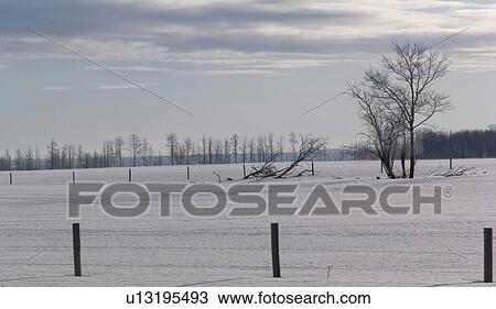 Stock Image - Prairie Snowscape and trees. Fotosearch
