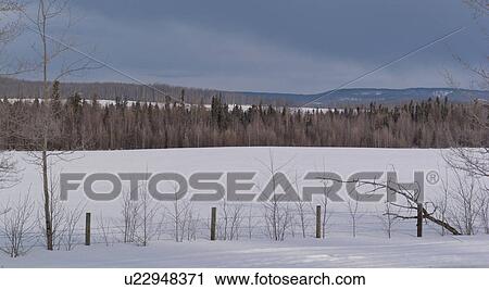 Prairie Snowscape and trees View Large Photo Image Stock Image - Prairie Snowscape and trees. Fotosearch