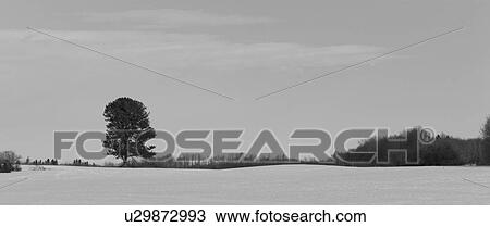 Stock Image - Prairie Snowscape and trees. Fotosearch