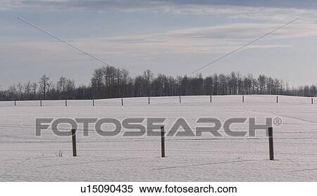 Prairie Snowscape and trees View Large Photo Image Stock Photography - Prairie Snowscape and trees. Fotosearch