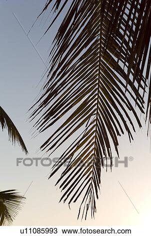 Stock Image - Silhouette of palm leaf against twilight sky. Fotosearch