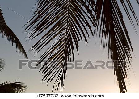 Stock Image - Silhouette of palm leaf against twilight sky. Fotosearch