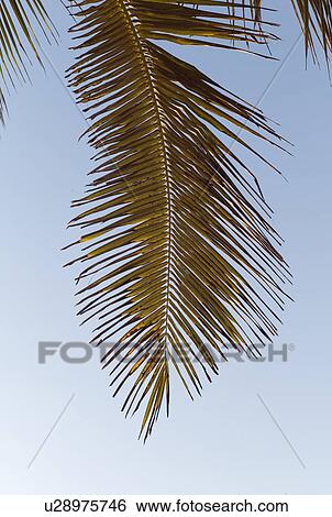 Silhouette of palm leaf against twilight sky View Large Photo Image Stock Photograph - Silhouette of palm leaf against twilight sky. Fotosearch