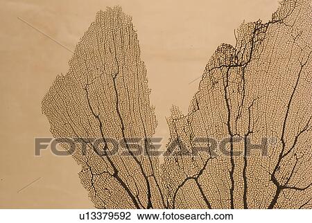 Silkscreen of a tree View Large Photo Image Stock Image - Silkscreen of a tree. Fotosearch