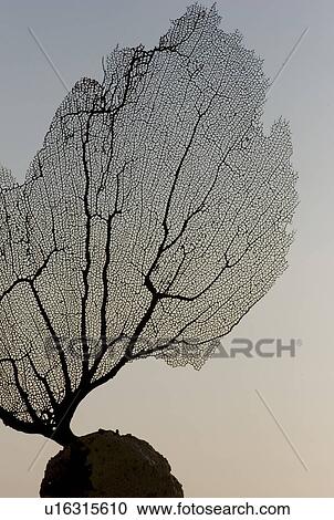 Silkscreen of a tree View Large Photo Image Stock Image - Silkscreen of a tree. Fotosearch