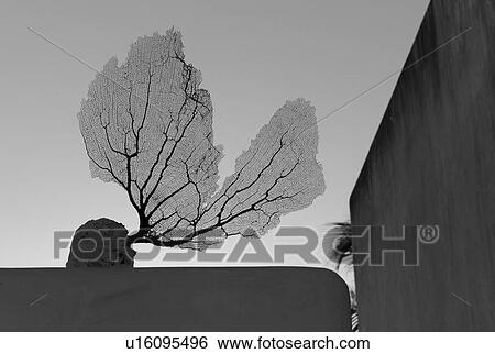 Stock Photograph - Silkscreen of a tree. Fotosearch