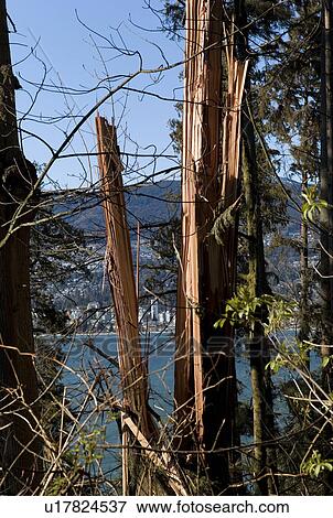 Stock Photo - Split tree trunks in Stanley Park . Fotosearch