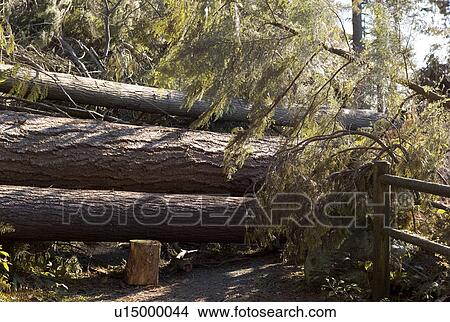 Picture - Tipped over trees. Fotosearch