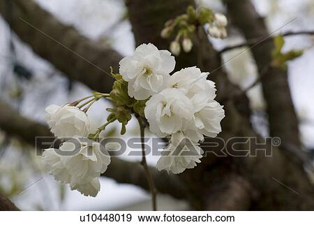 White Flower at full bloom View Large Photo Image Stock Photo - White Flower at full bloom. Fotosearch