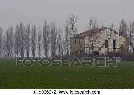 Abandoned farm house and row of poplar trees on foggy winter morning in Po valley View Large Photo Image Stock Image - Abandoned farm house and row of poplar trees on foggy winter morning in Po valley. Fotosearch