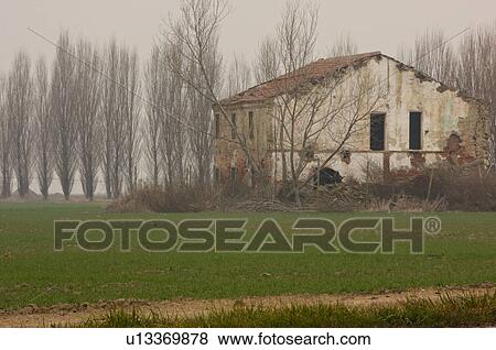 Abandoned farm house and row of poplar trees on foggy winter morning in Po valley View Large Photo Image Stock Photo - Abandoned farm house and row of poplar trees on foggy winter morning in Po valley. Fotosearch