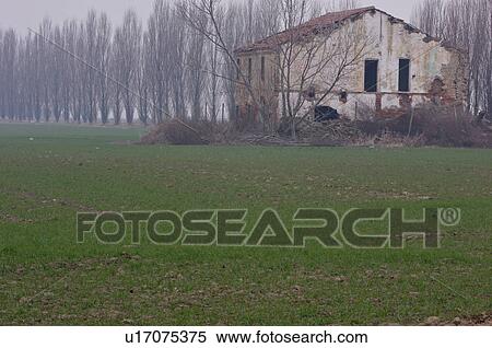 Stock Photography - Abandoned farm house and row of poplar trees on foggy winter morning in Po valley. Fotosearch