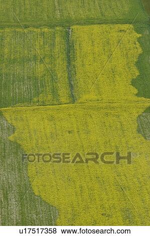 Abstract Patterns in Lentil Field, Piano Grande, Umbria, Italy View Large Photo Image Stock Photo - Abstract Patterns in Lentil Field, Piano Grande, Umbria, Italy. Fotosearch
