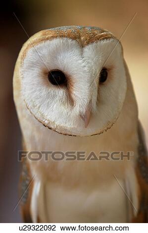 Adult barn owl, detail of head View Large Photo Image Stock Image - Adult barn owl, detail of head. Fotosearch
