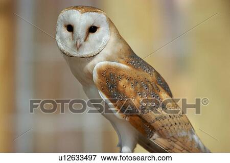 Adult barn owl, View Large Photo Image Stock Photo - Adult barn owl,. Fotosearch