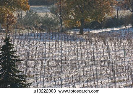 Stock Image - Aerial view of bare grape vines, trees and evergreen after snowfall in early morning winter sun, with texture effect by snow on vines. Fotosearch