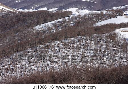 aerial view of forest with bare trees and snow forming monochromatic texture image against snow on ground, in bright winter sun View Large Photo Image Stock Photograph - aerial view of forest with bare trees and snow forming monochromatic texture image against snow on ground, in bright winter sun. Fotosearch