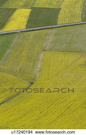 Picture - Aerial view of lentil fields of Piano Grande, Umbria with diagonal straight road, abstract and geometric effects of yellow and green of fields. Fotosearch