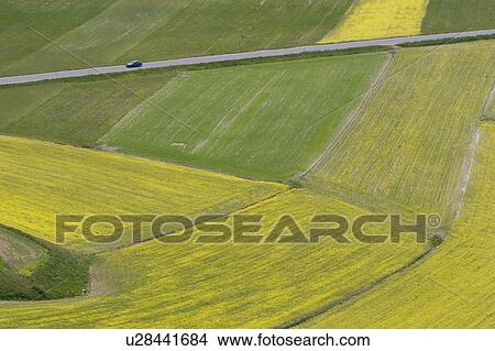 Aerial view of lentil fields of Piano Grande, Umbria with car on diagonal straight road, abstract and geometric effects of yellow and green of fields View Large Photo Image Picture - Aerial view of lentil fields of Piano Grande, Umbria with car on diagonal straight road, abstract and geometric effects of yellow and green of fields. Fotosearch
