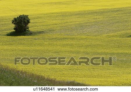 Stock Image - Aerial view of lentil fields of Piano Grande, Umbria with lone tree, and abstract and geometric effects of yellow and green of fields. Fotosearch