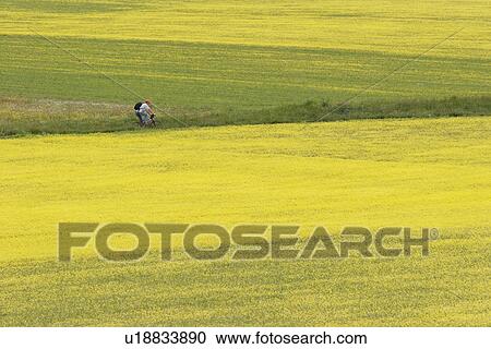 Stock Image - Aerial view of lentil fields of Piano Grande, Umbria with abstract and geometric effects of yellow and green of fields, cyclist in motion along pathway. Fotosearch