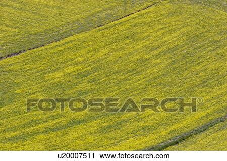 Aerial view of lentil fields of Piano Grande, Umbria with abstract effects of yellow and green of fields View Large Photo Image Stock Image - Aerial view of lentil fields of Piano Grande, Umbria with abstract effects of yellow and green of fields. Fotosearch
