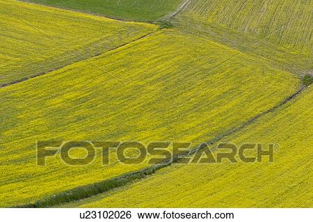 Stock Photograph - Aerial view of lentil fields of Piano Grande, Umbria with abstract effects of yellow and green of fields. Fotosearch