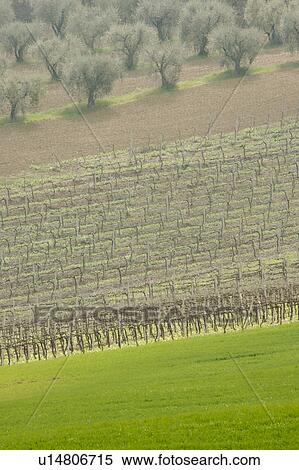 aerial view of vineyards, olive trees and cultivated fields View Large Photo Image Stock Photography - aerial view of vineyards, olive trees and cultivated fields. Fotosearch