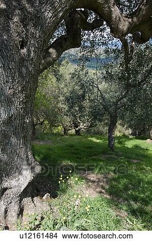 Ancient olive trees in Campania grove, Southern Italy View Large Photo Image Picture - Ancient olive trees in Campania grove, Southern Italy. Fotosearch