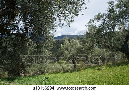 Ancient olive trees in Campania grove, Southern Italy View Large Photo Image Picture - Ancient olive trees in Campania grove, Southern Italy. Fotosearch