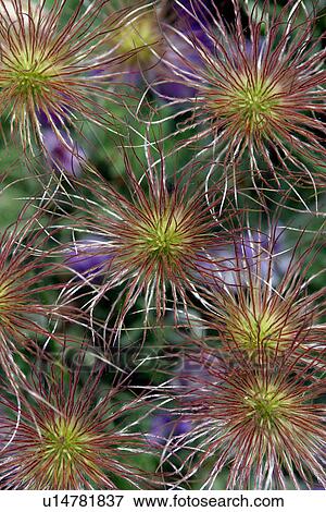 Stock Photo - Anenome Pulsatilla or Pasque flower, seed heads. Fotosearch