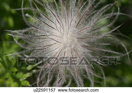 Anenome Pulsatilla seed head closeup, aerial view View Large Photo Image Stock Photo - Anenome Pulsatilla seed head closeup, aerial view. Fotosearch