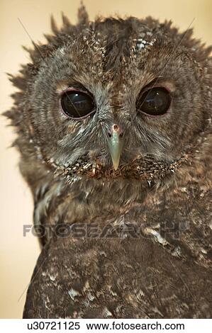 Stock Photography - baby owl, detail of head and upper body. Fotosearch