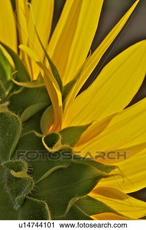 Stock Image - Backlit view of rear of sunflower - petals and sepals detail . Fotosearch