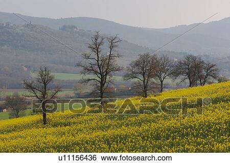 Bare trees silhouetted against hills, with field of yellow canola in flower View Large Photo Image Stock Photograph - Bare trees silhouetted against hills, with field of yellow canola in flower. Fotosearch