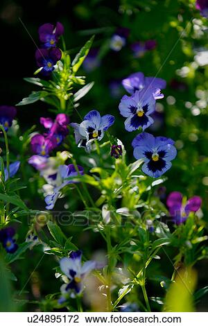 Stock Image - Blue and purple Pansies. Fotosearch