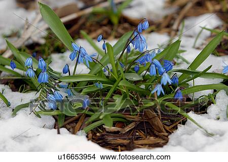Blue Scylla in snow View Large Photo Image Picture - Blue Scylla in snow. Fotosearch