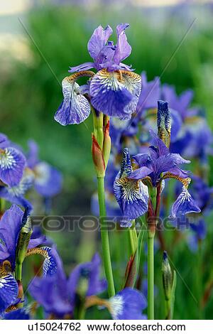 Stock Image - Blue Siberian Irises. Fotosearch
