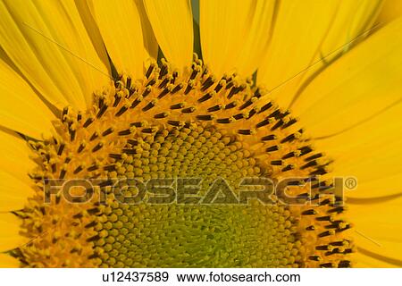 Centre of sunflower with radiating petals View Large Photo Image Stock Photo - Centre of sunflower with radiating petals. Fotosearch