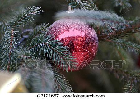 Christmas ornaments on evergreen tree, with reflection of Italian architecture in red metallic ball View Large Photo Image Stock Photo - Christmas ornaments on evergreen tree, with reflection of Italian architecture in red metallic ball. Fotosearch