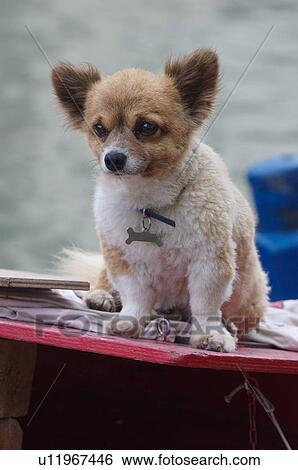 Stock Photograph - Close up of brown and white puppy sitting on barge in Venice, Italy. Fotosearch